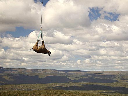 Stunning Photos: Black Rhino Gets Airlifted by Helicopter