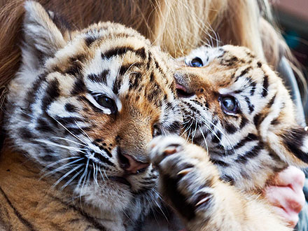 Siberian Tiger Cubs Make Debut at German Zoo