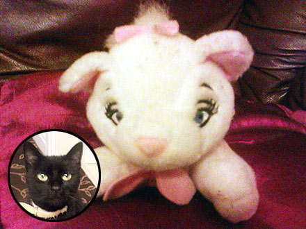 The Water Bowl: Trapped Cat Turns Out to Be Stuffed Toy