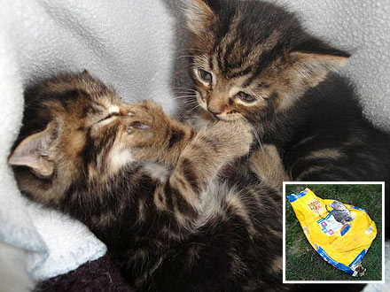 Dog Rescues Kittens Dumped in Meow Mix Bag