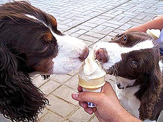Even Pets Scream for Ice Cream!