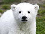 Biggest Animal Headlines of the Year