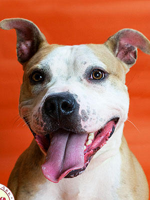 Adopt Me! Pit Bull Mix Franklin Just Wants to Snuggle