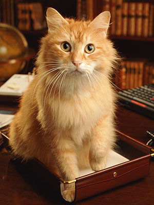 Cat Runs for Senate