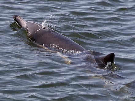 Dolphin Gets Stranded in Southern California
