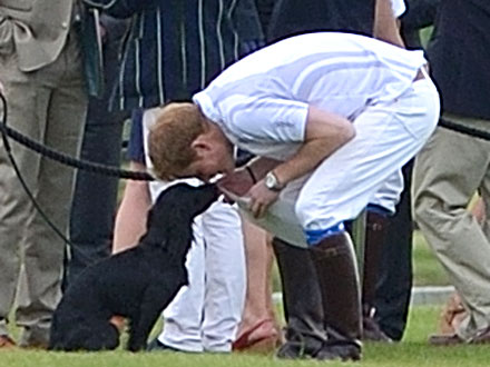 Prince Harry Rubs Noses with Lupo