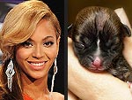 Animals & Their Famous Namesakes