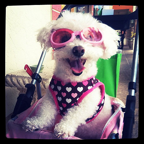 The Cutest Pets on Twitter This Week!