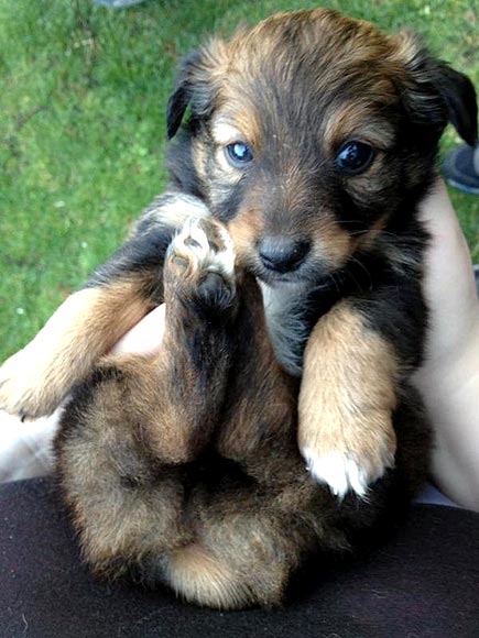 The Cutest Pets on Twitter This Week!
