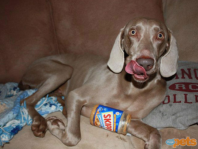The Cutest Pets on Twitter This Week!