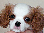 February's Cutest of the Cute!