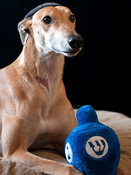 L'Chaim! Hanukkah Pets