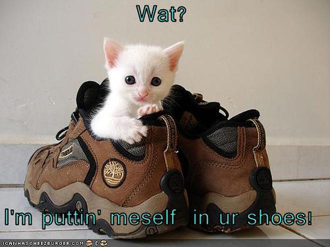 6 Reasons Pets Need Shoes