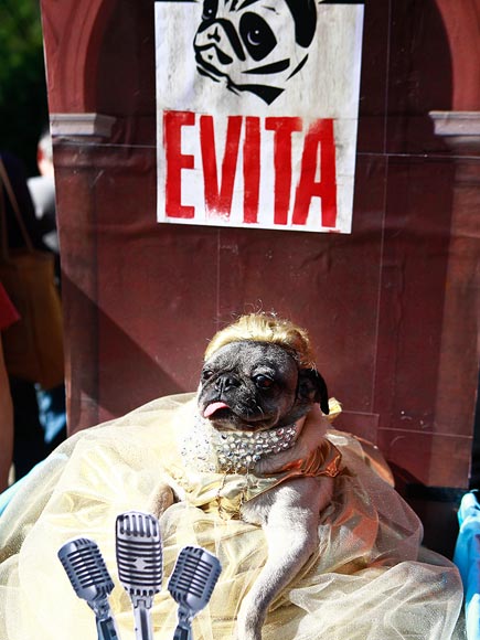 Puppy Parade! Dogs in Costume