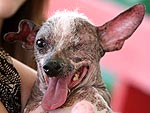 The Ugliest Dogs in the World!