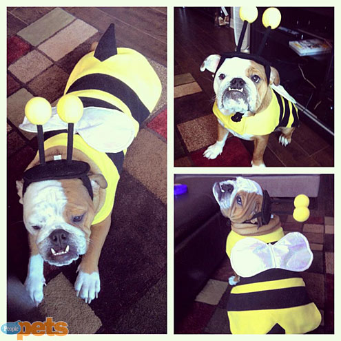 Wild Disguises! Dogs Dressed as Other Animals