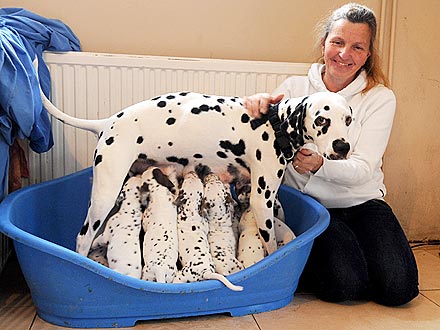 Pebbles the Dalmatian Has 15 Puppies