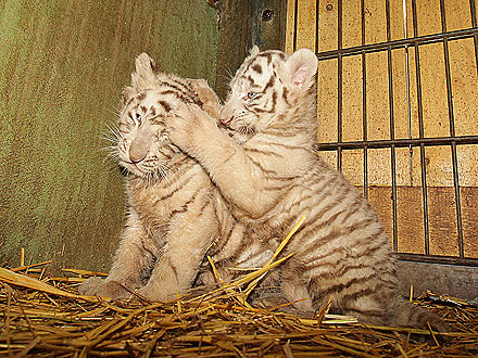 Girl Time! Tiger Cub Combs Sister's Fur