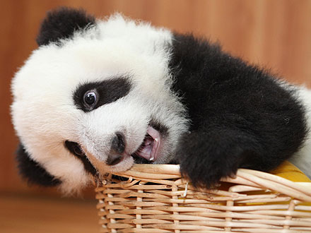 Aww! Baby Panda Plays with New Year's Presents
