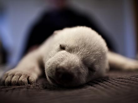 Polar Bear Siku Hand-Raised in Denmark