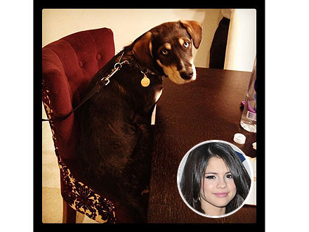 Selena Gomez's Dog Sits at the Table