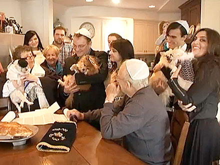 The Water Bowl: Mazel Tov! It's Your Bark Mitzvah