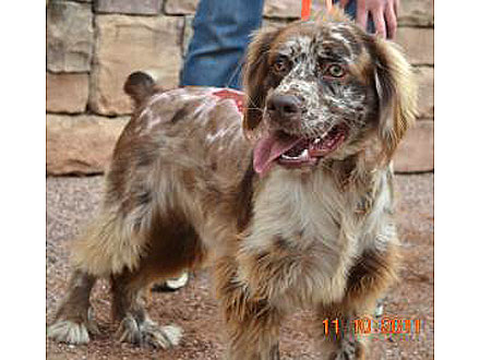 Adopt Me! Accident Survivor Mickey Is a Little Tough Guy