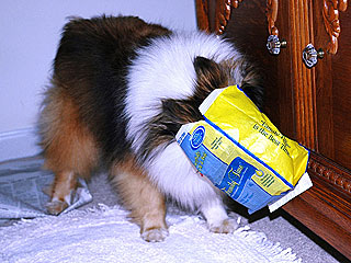 Show Us Your Funniest Pet Photos!