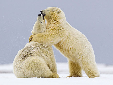 Bear Hug! Polar Bears Snuggle Up in the Snow