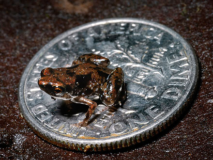 World's Smallest Frog Discovered in Papua New Guinea