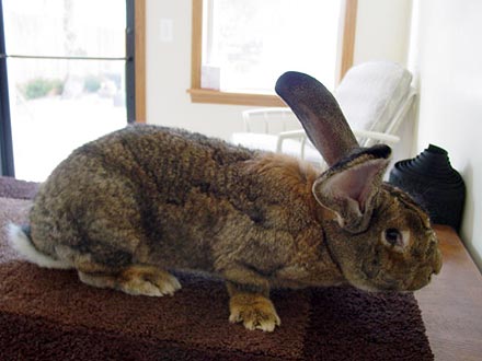 Adopt Me! Gucci the Rabbit Will Hop into Your Heart