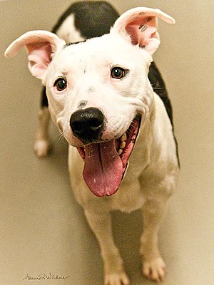 Dog Escapes Euthanization Twice – by Doing Tricks