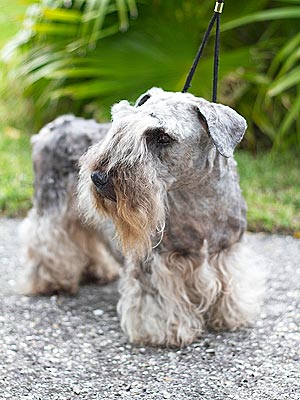 Westminster Introduces Six New Breeds
