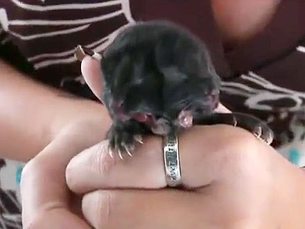 Cat with Two Faces Dies After Two Days
