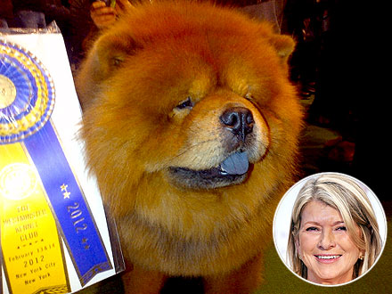 Martha Stewart Dog Wins at Westminster