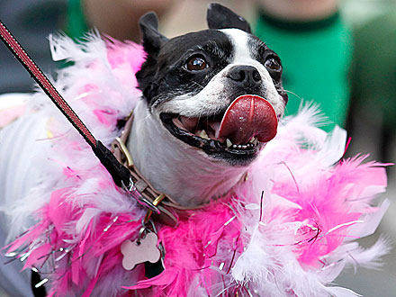 Fat Tuesday: Mardi Gras Celebration Includes Dog
