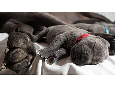 Mastiffs Give Birth to 27 Puppies in 3 Days