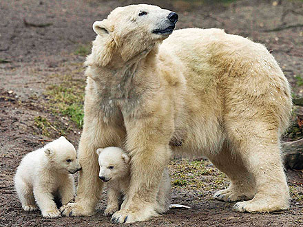 Double Dose of Cute! Polar Bear Twins Make Their Debut