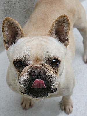 Adopt Me! Stella Is Ready for Life Outside the Cage