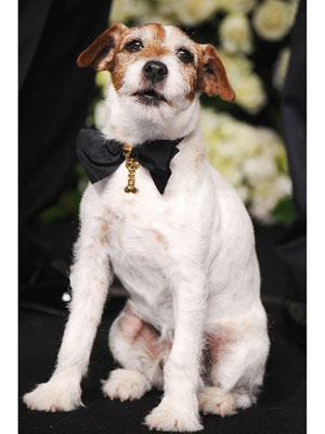 Uggie Oscars Chopard Collar Details