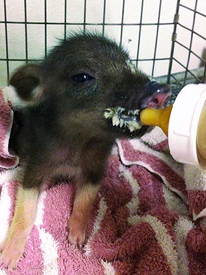 Lost Piglet Runs Around Hawaiian Hotel Lobby