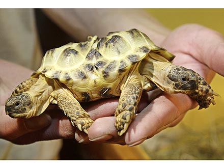 Two-Headed Tortoise Goes on Display in Kiev