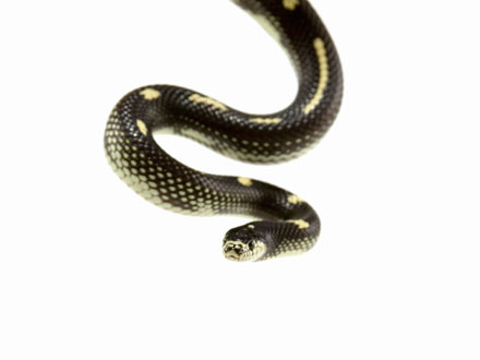 Staten Island Man Finds Snake in Toilet