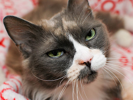 Adopt Me! Despite Cancer, Lovebug Lives Life to the Fullest