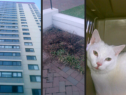 Deaf Cat Falls 19 Stories from High-rise and Survives
