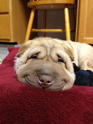 Smiling Dog Grins His Way to Viral Glory