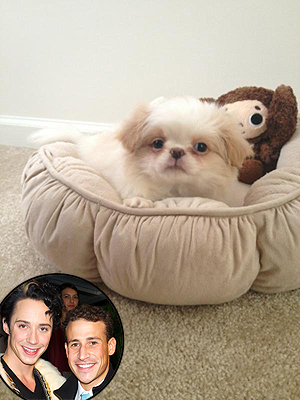 Johnny Weir Gets New Dog