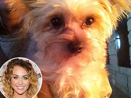 Miley Cyrus Not Engaged, Tweets Photo of Dog