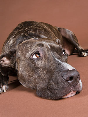 New York Dog Struggles to Find New Home After Owner is Murdered