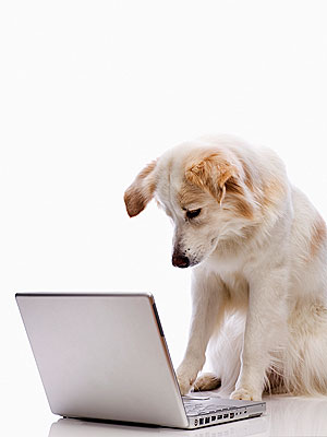 Pets in the Workplace Could Lower Stress
